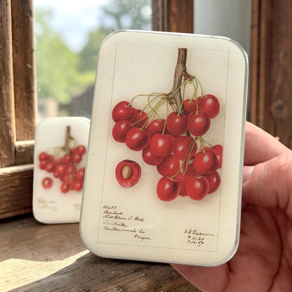 Boîte de rangement Firefly Notes, modèle Botanical Cherry, taille Large